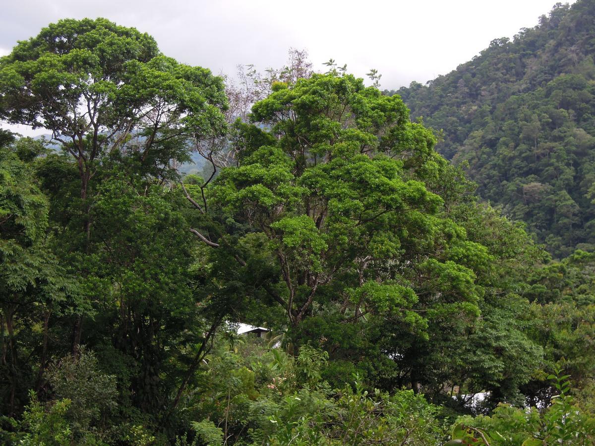 Omega Tours Eco-Jungle Lodge La Ceiba Buitenkant foto