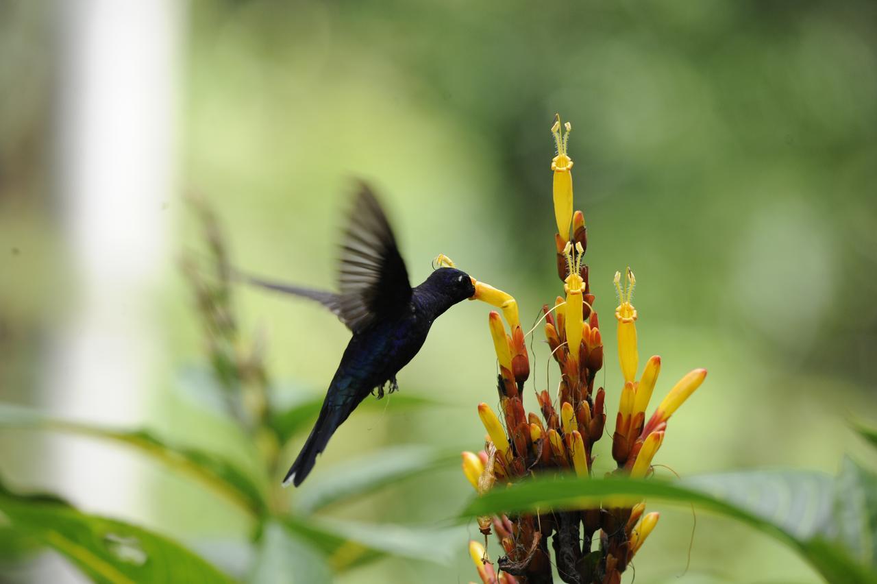 Omega Tours Eco-Jungle Lodge La Ceiba Buitenkant foto