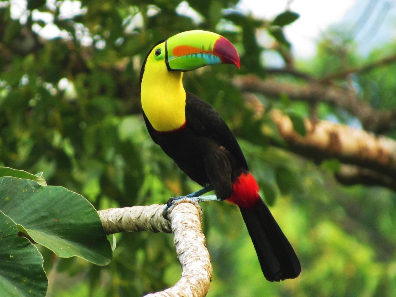 Omega Tours Eco-Jungle Lodge La Ceiba Buitenkant foto